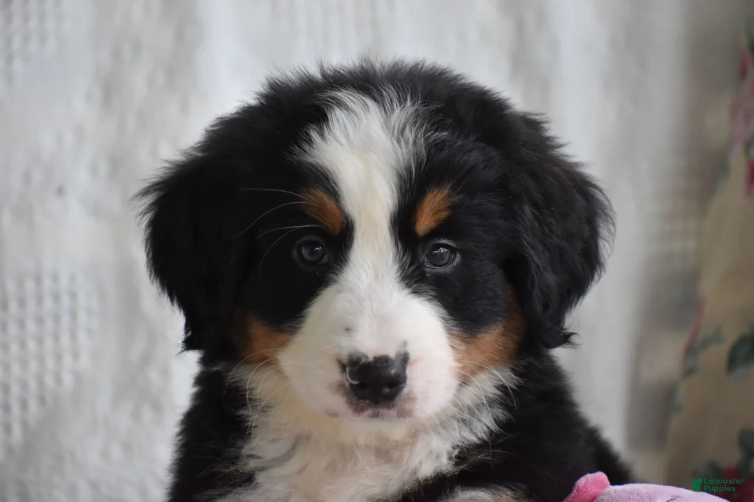 Bernese Mountain Dog dogs for sale: Clover - Ad 2