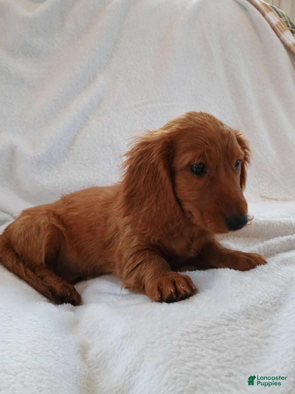 Miniature Dachshund dogs Sammy  - Ad 20