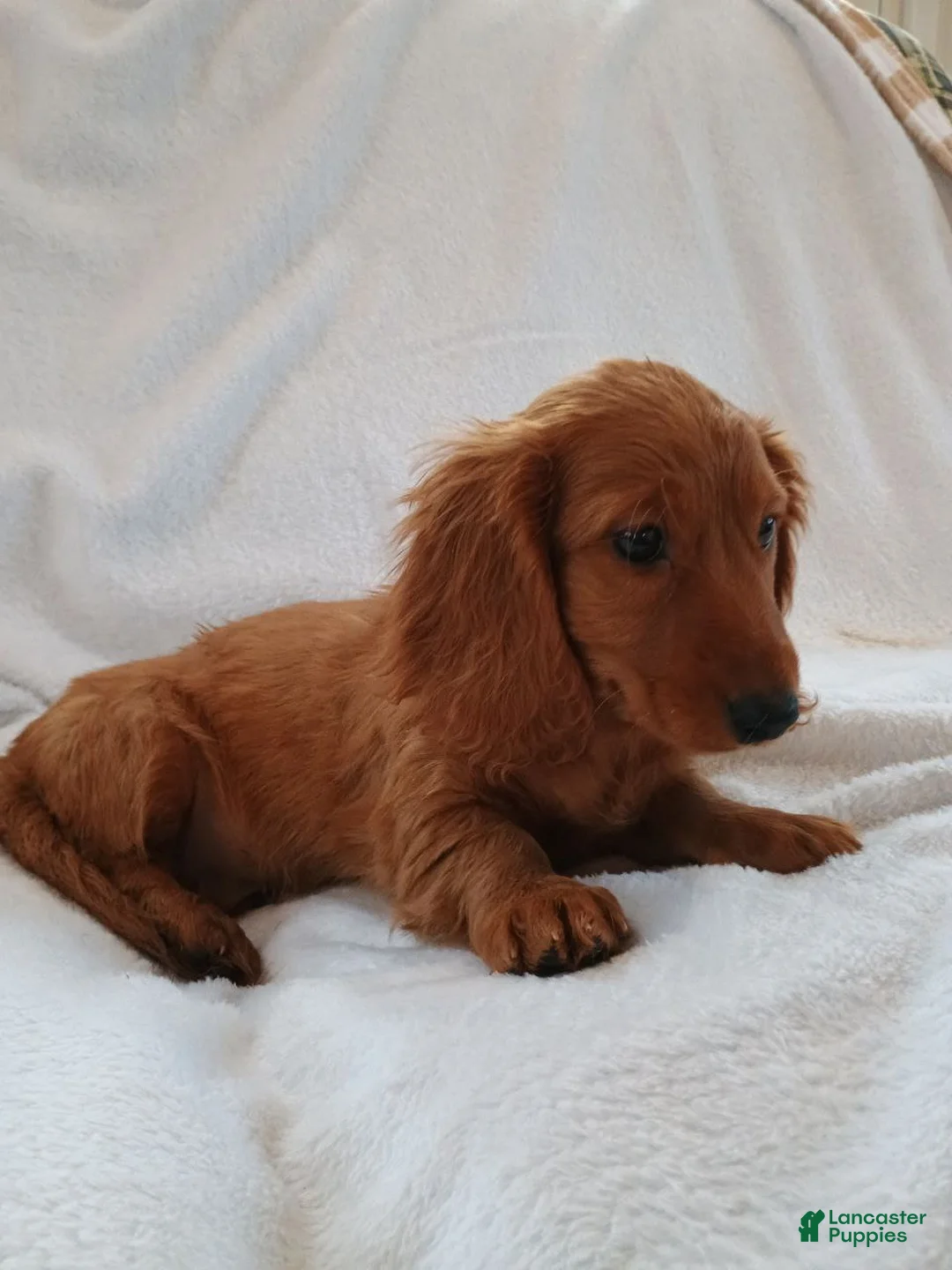 Miniature Dachshund dogs for sale: Sammy  - Ad 1