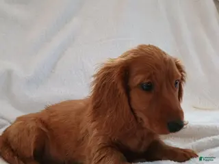 Miniature Dachshund dogs Sammy - Ad 20