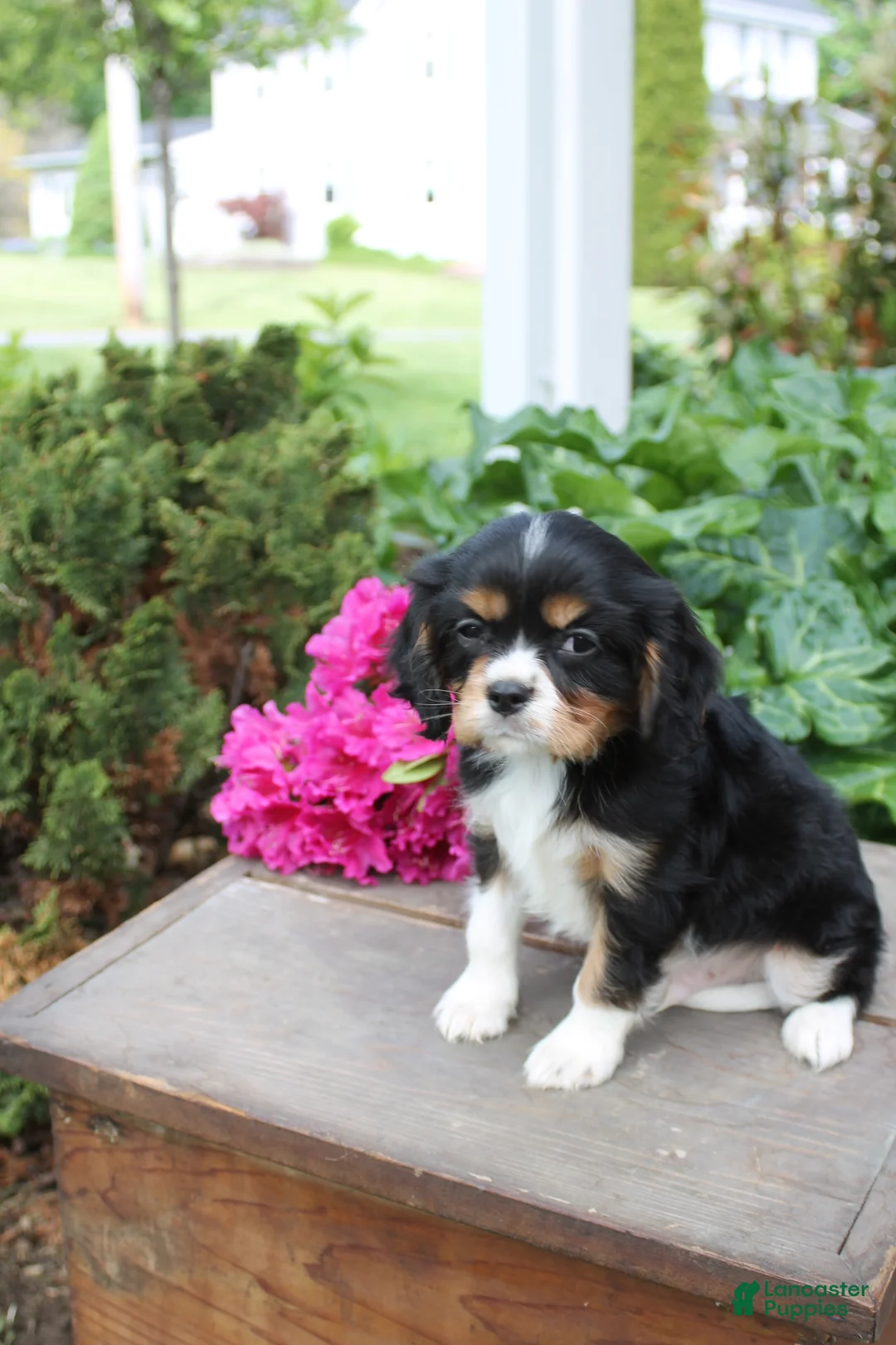 Cavalier King Charles Spaniel dogs for sale: Jack  - Ad 3