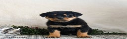Rottweiler dogs for sale: Granger - Ad 5