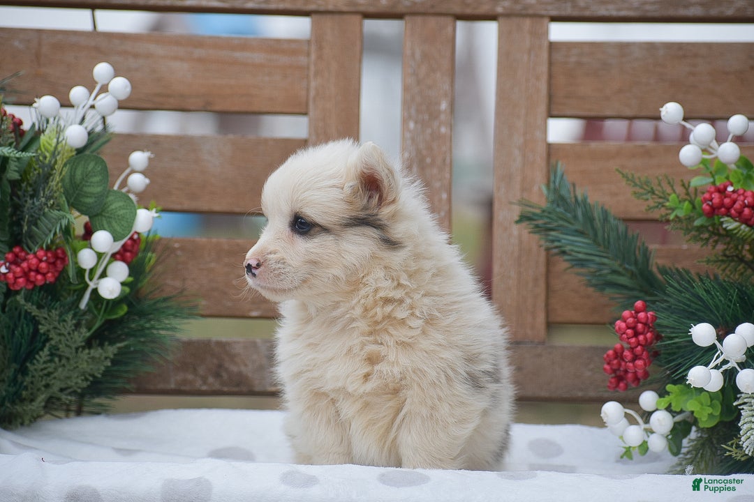Welsh Corgi Pembroke dogs for sale: Maaleck - Ad 3