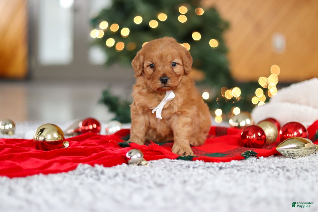 Mini Goldendoodle dogs for sale: Odin  - Ad 5