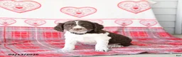 English Springer Spaniel dogs for sale: Dodger - Ad 3