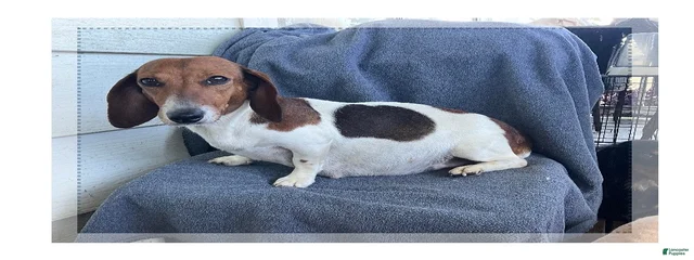 Peanut