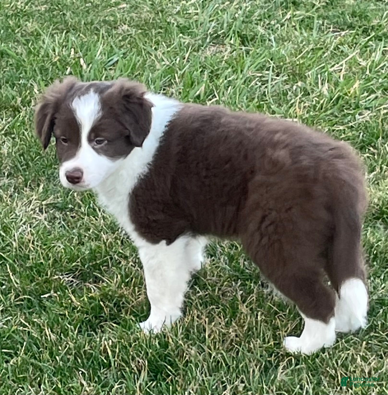 Border Collie dogs Border Collie Puppy 1 Chasper - Ad 2