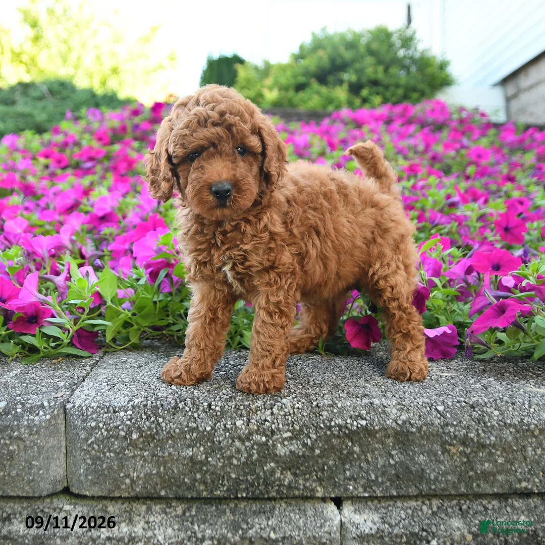 Miniature Poodle dogs for sale: Karen - Ad 1