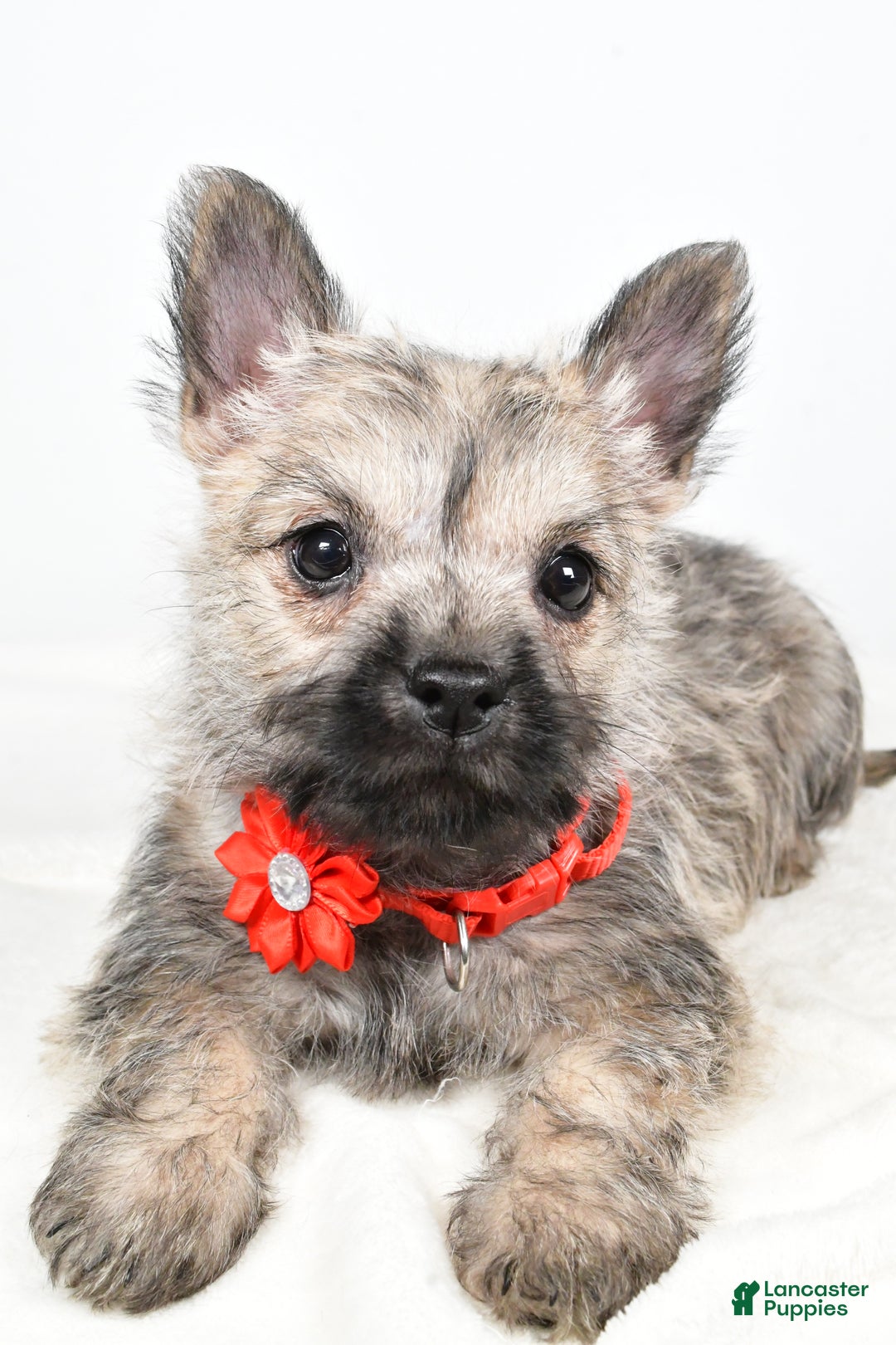 Cairn Terrier dogs for sale: Tammy - Ad 11