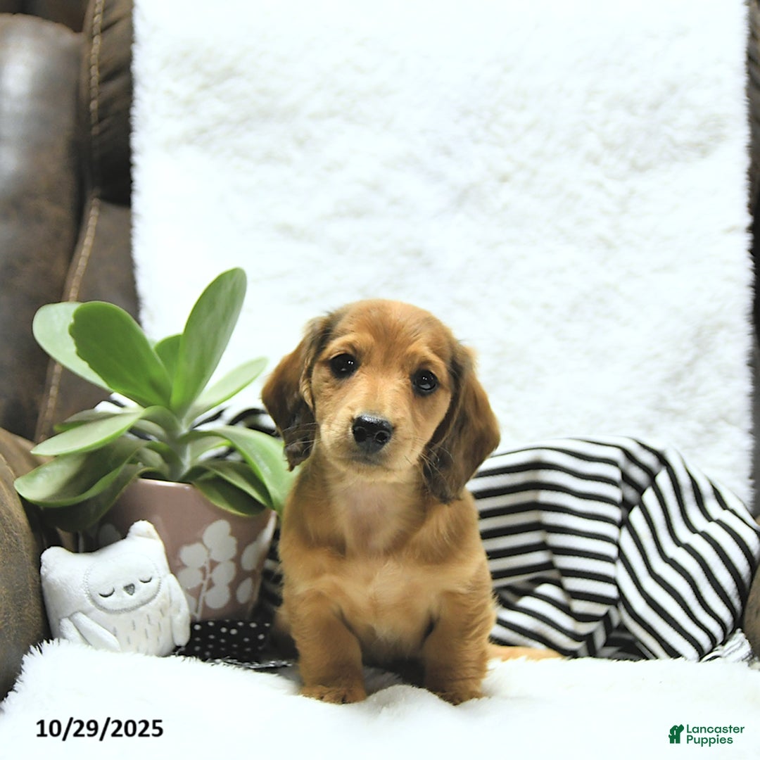 Miniature Dachshund dogs for sale: Asher - Ad 11