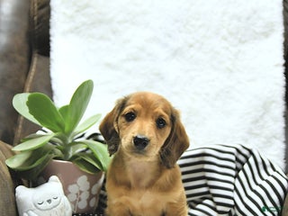 Miniature Dachshund dogs - Ad 38