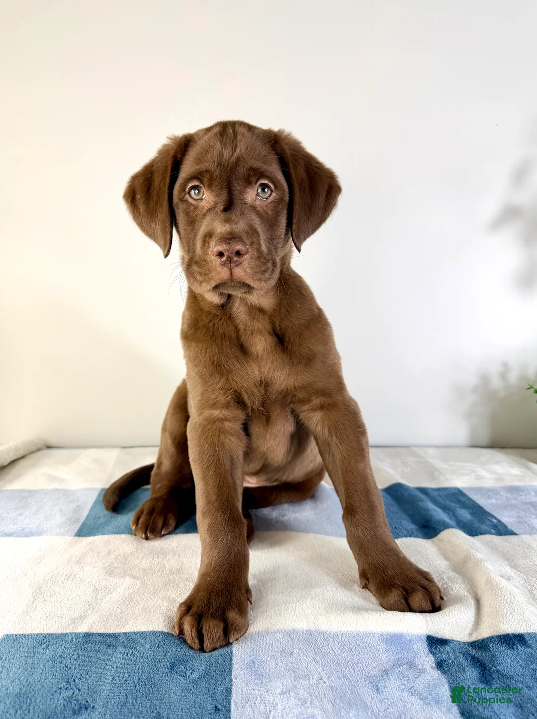 Labrador Retriever dogs for sale: AKC Lenny - Ad 3