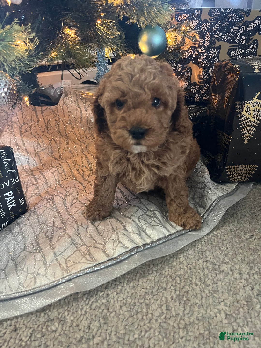 Mini Goldendoodle dogs for sale: Mini Goldendoodle Puppy 1 - Ad 2