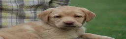 Labrador Retriever dogs for sale: Aspen - Ad 1