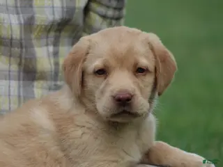 Labrador Retriever dogs for sale: Aspen - Ad 2