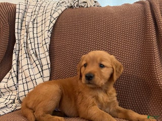 Golden Retriever dogs - Ad 15