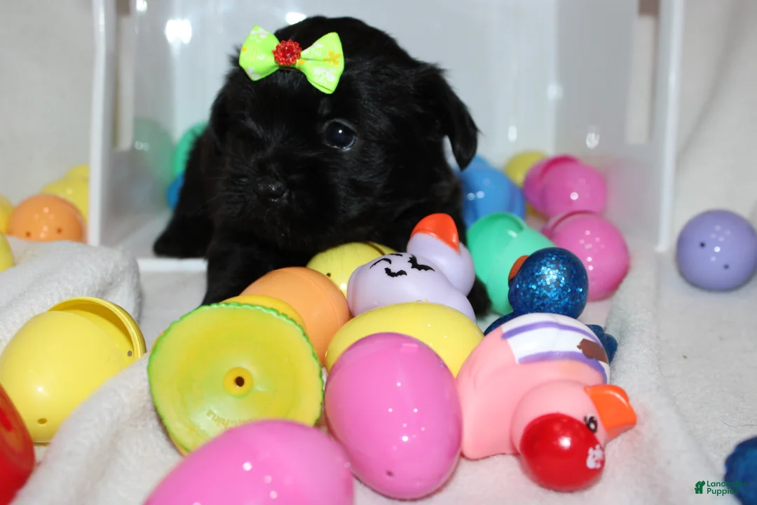 Shorkie dogs for sale: Faith  - Ad 3