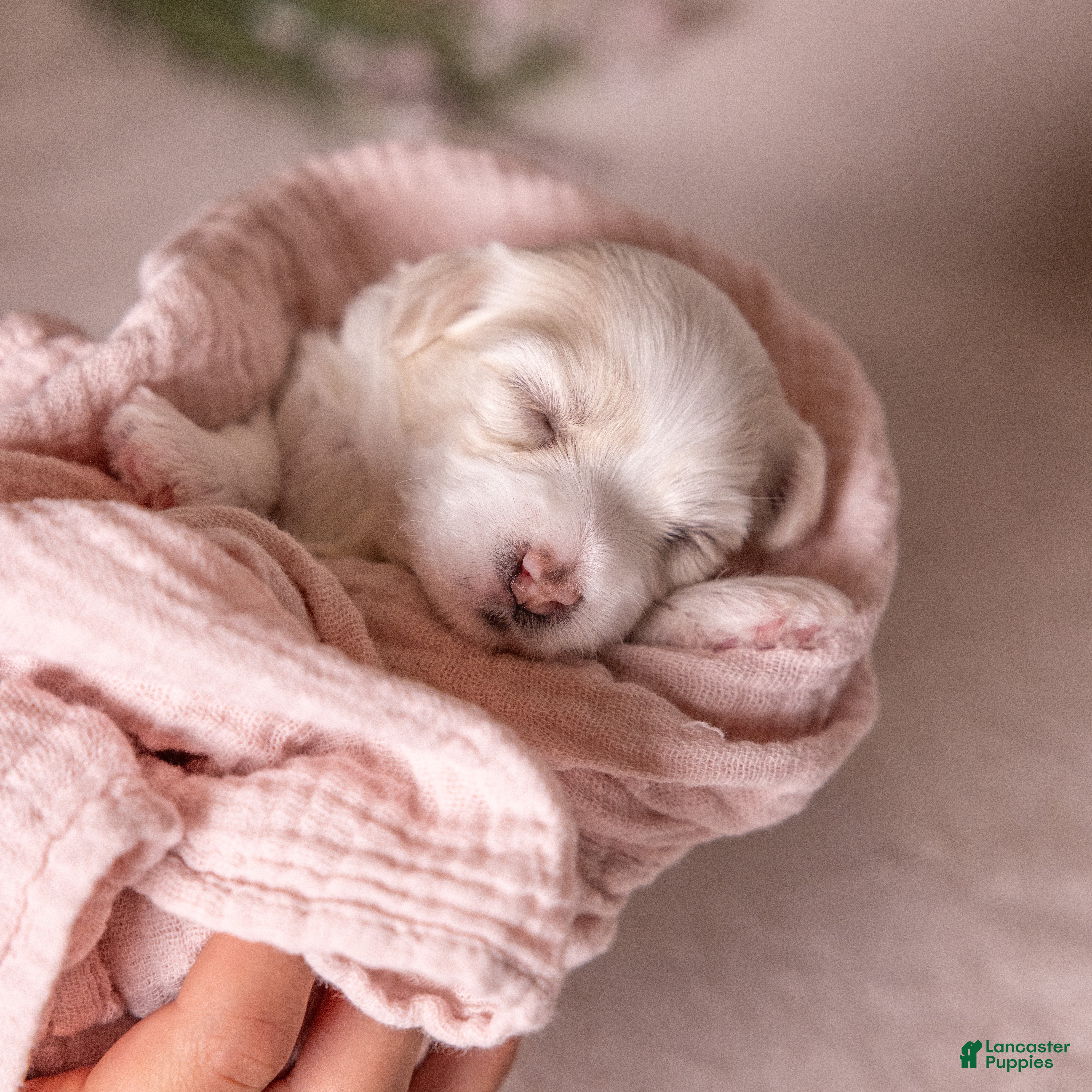 Coton De Tulear dogs Magnolia - Ad 2