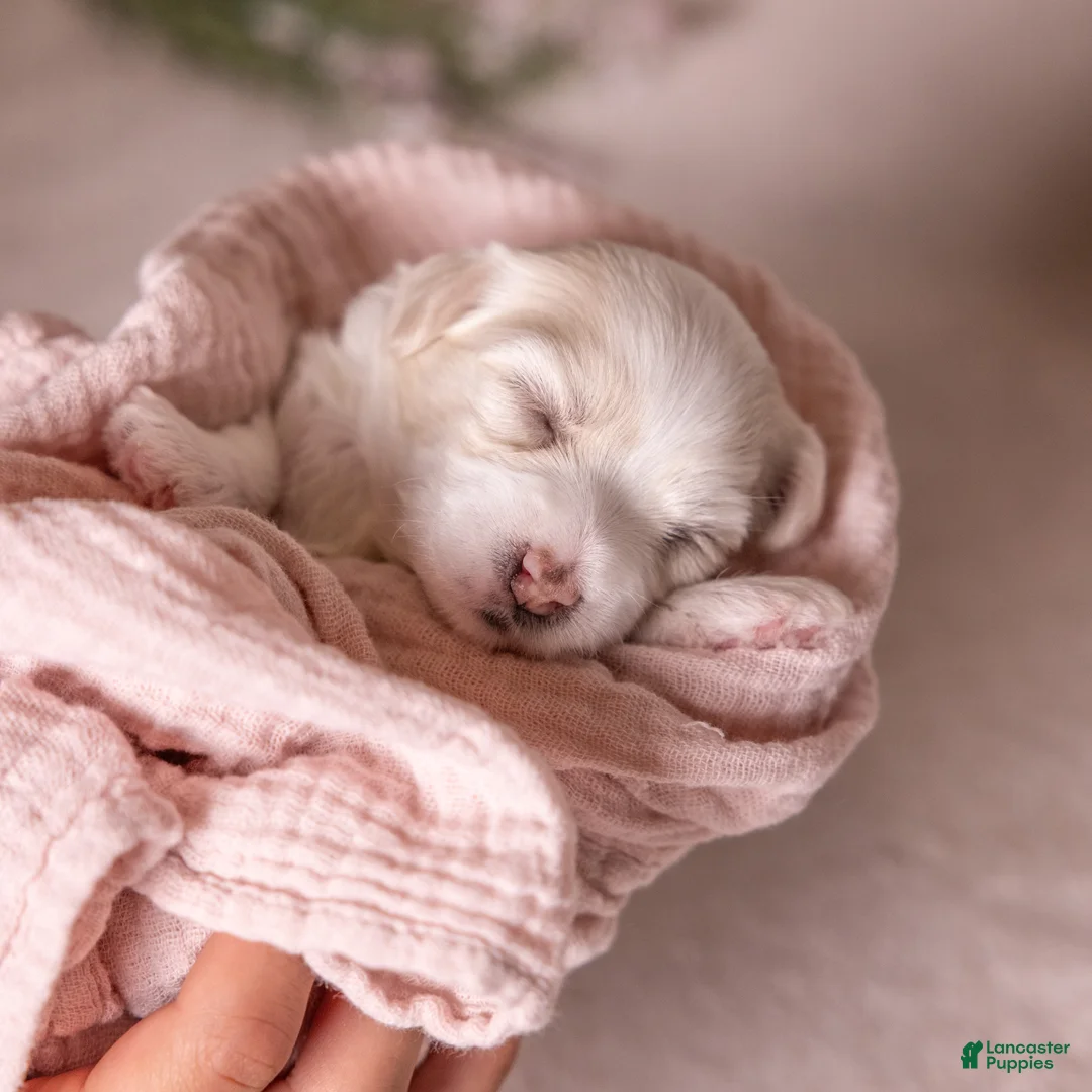 Coton De Tulear dogs for sale: Magnolia - Ad 2