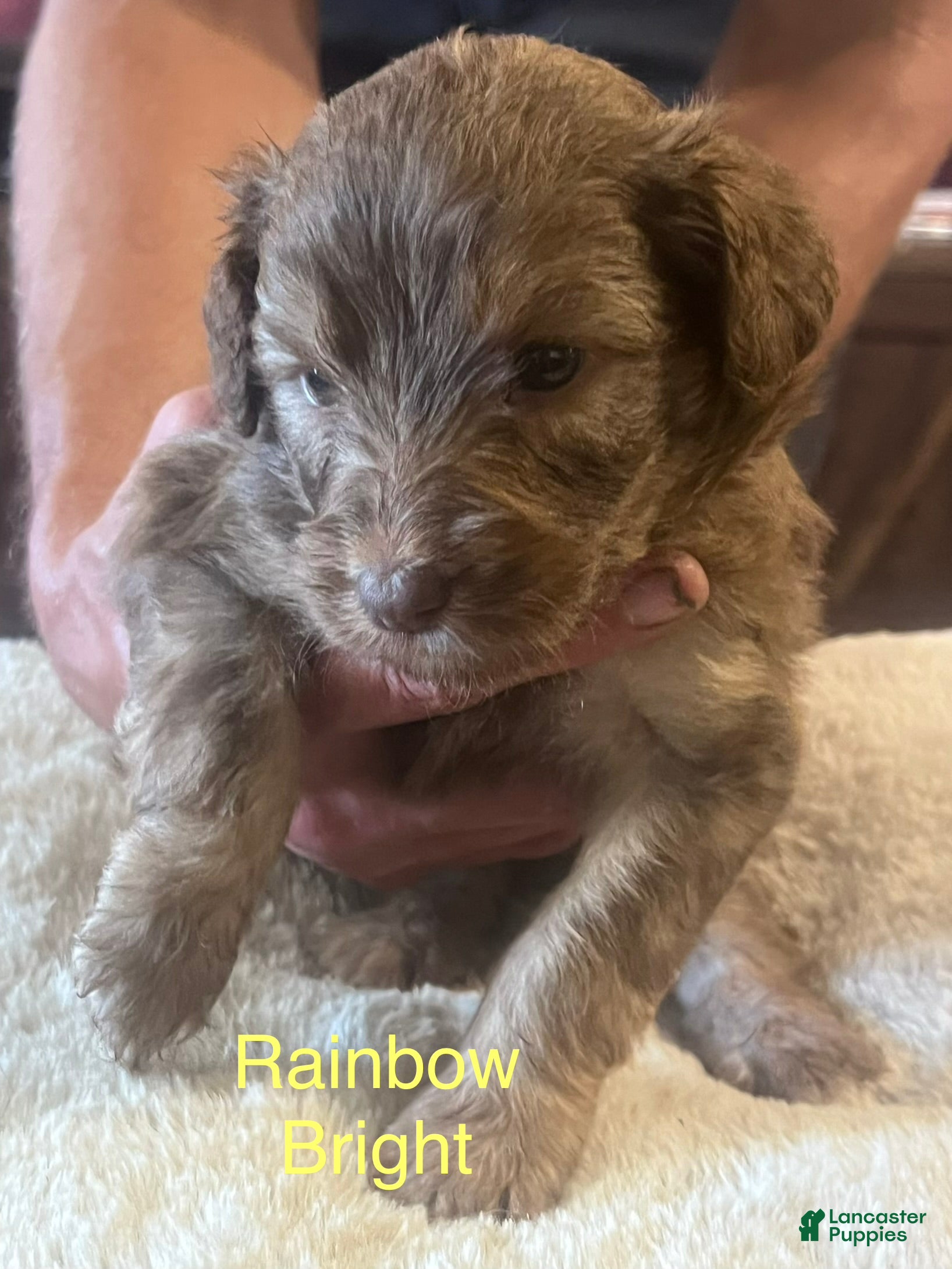 Aussiedoodle dogs Aussiedoodle 2 - Ad 1
