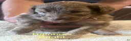 Aussiedoodle dogs for sale: Aussiedoodle 2 - Ad 10
