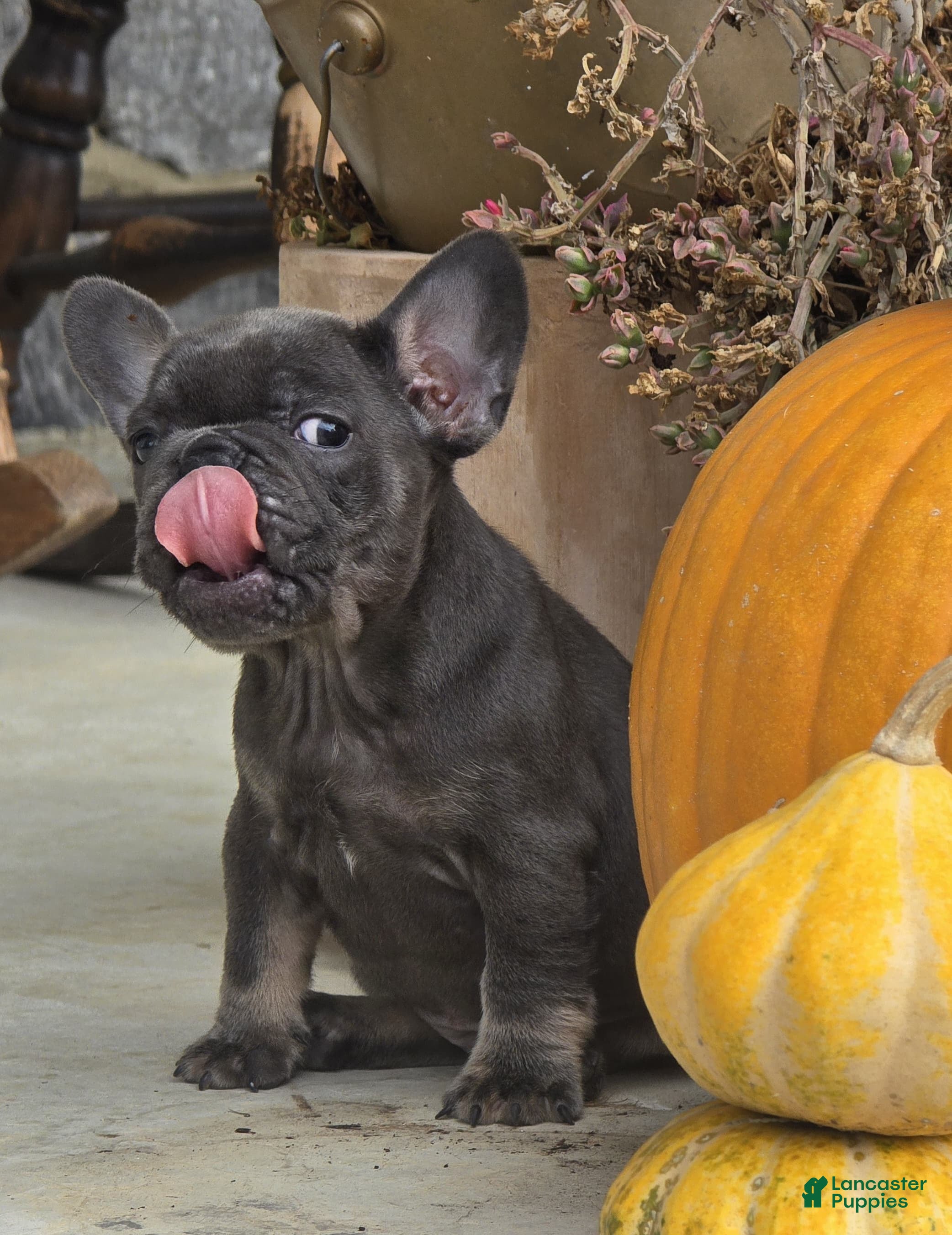 French Bulldog dogs for sale: French Bulldog 1 - Ad 1