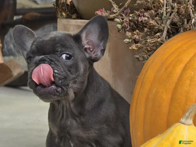 French Bulldog dogs for sale: French Bulldog 1 - Ad 1