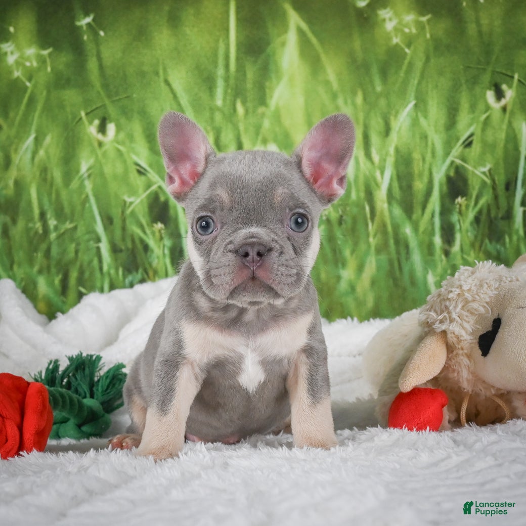 French Bulldog dogs for sale: Luca - Ad 2