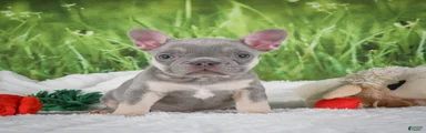 Luca
