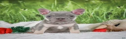 French Bulldog dogs for sale: Luca - Ad 1