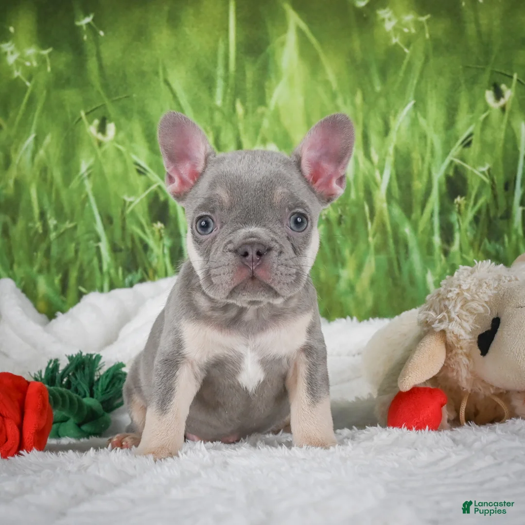 French Bulldog dogs for sale: Luca - Ad 1