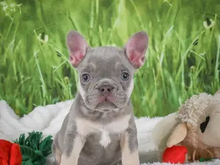 French Bulldog dogs for sale: Luca - Ad 2