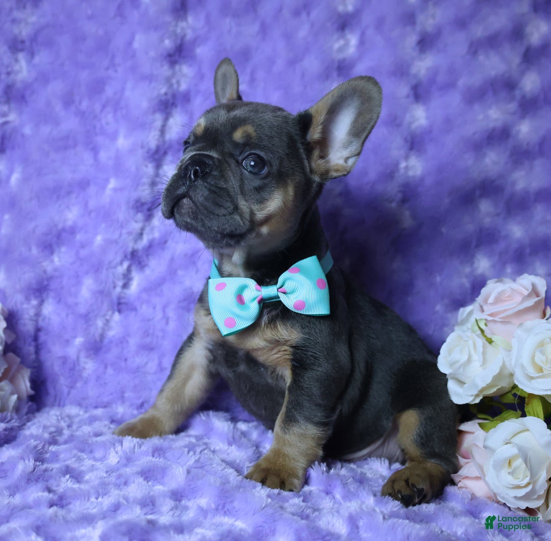 French Bulldog dogs for sale: French Bulldog Akc, Health Tested Parents  1 - Ad 3