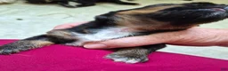 Mixed Breed dogs for sale: Mixed Breed 4 - Ad 3