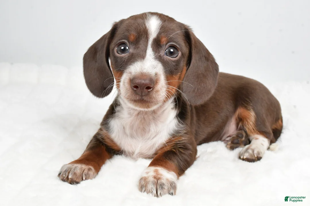 Dachshund dogs for sale: Theo - Ad 3