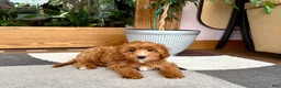 Cavapoo dogs for sale: Cavapoo 1 - Ad 5