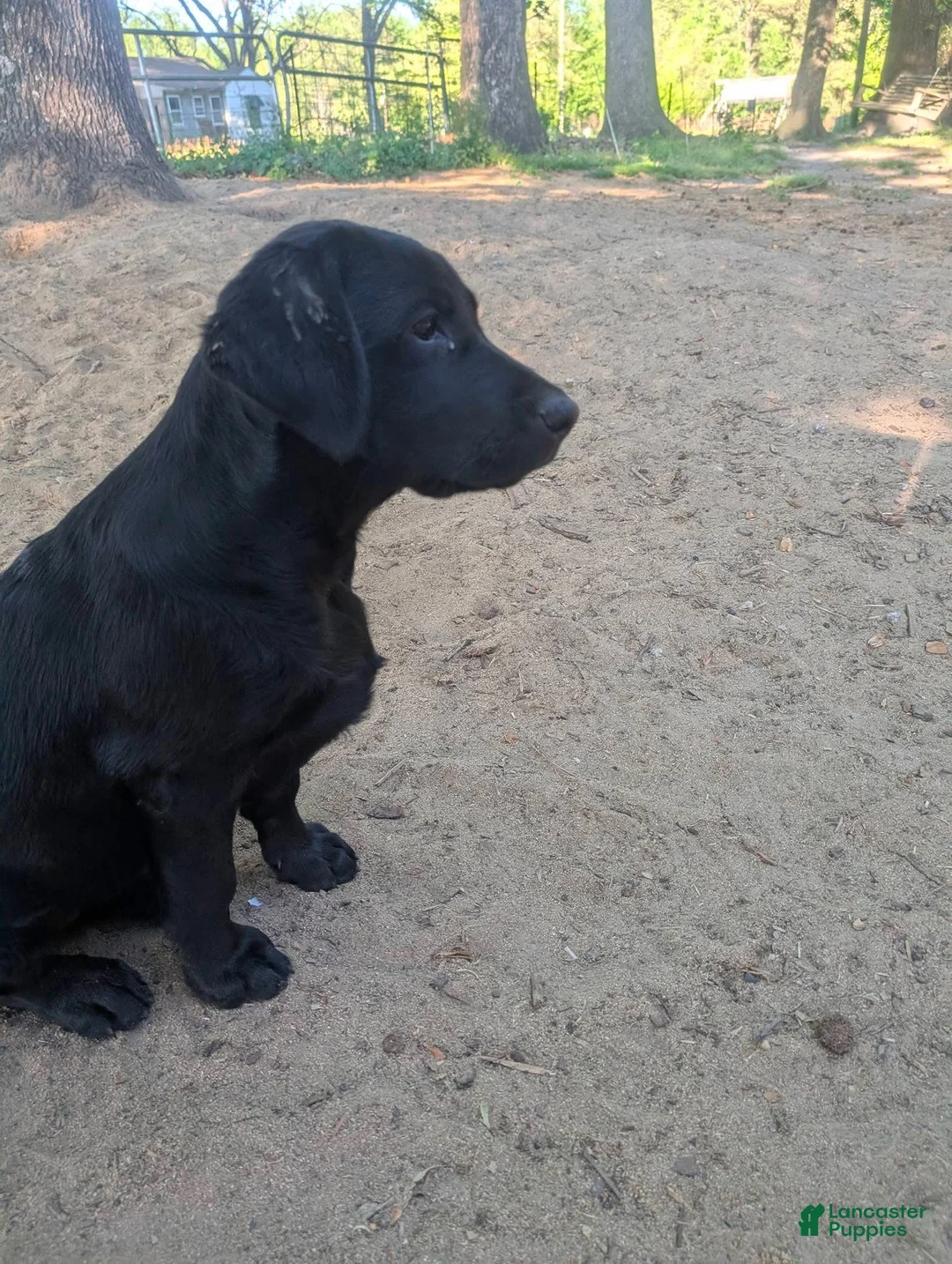 Labrador Retriever dogs for sale: Puppy 1 - Ad 1