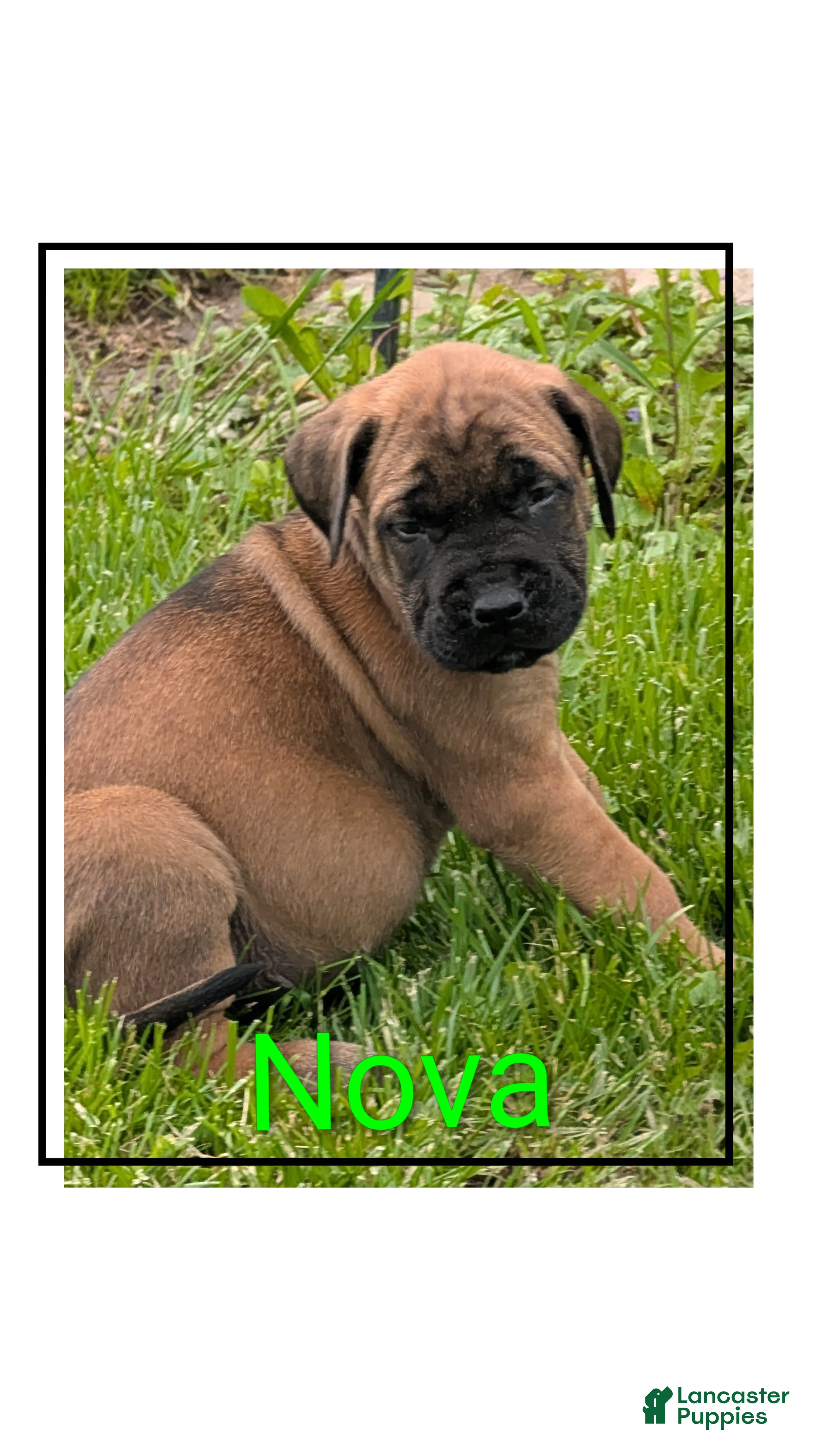 English Mastiff dogs for sale: English Mastiff Puppy 1 - Ad 4