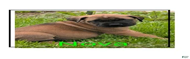 English Mastiff Puppy 1
