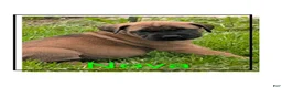 English Mastiff dogs for sale: English Mastiff Puppy 1 - Ad 1