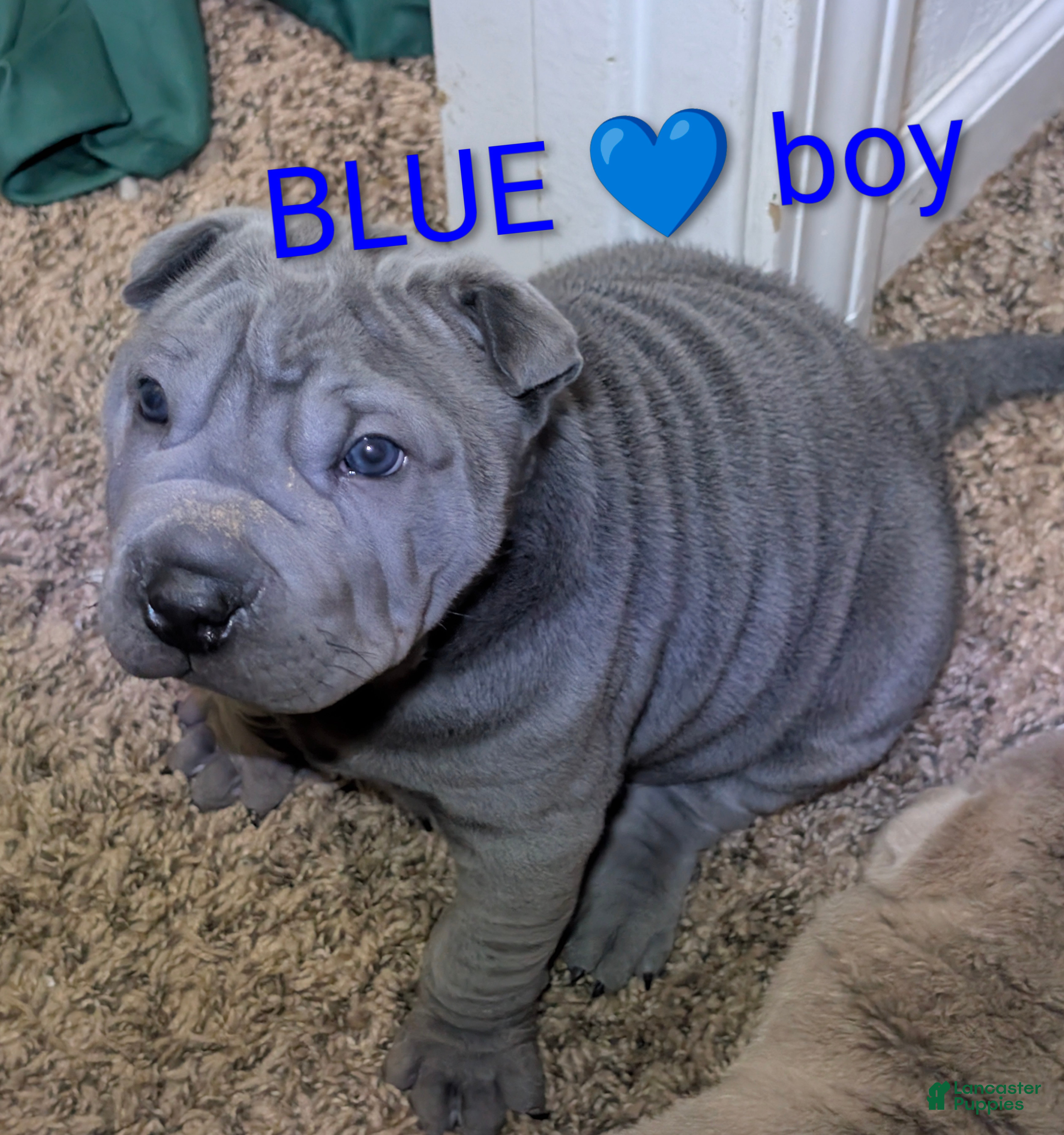 Shar Pei dogs Baby Blue Boy 1 - Ad 1