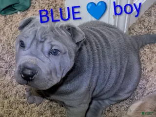 Shar Pei dogs for sale: Baby Blue Boy 1 - Ad 1