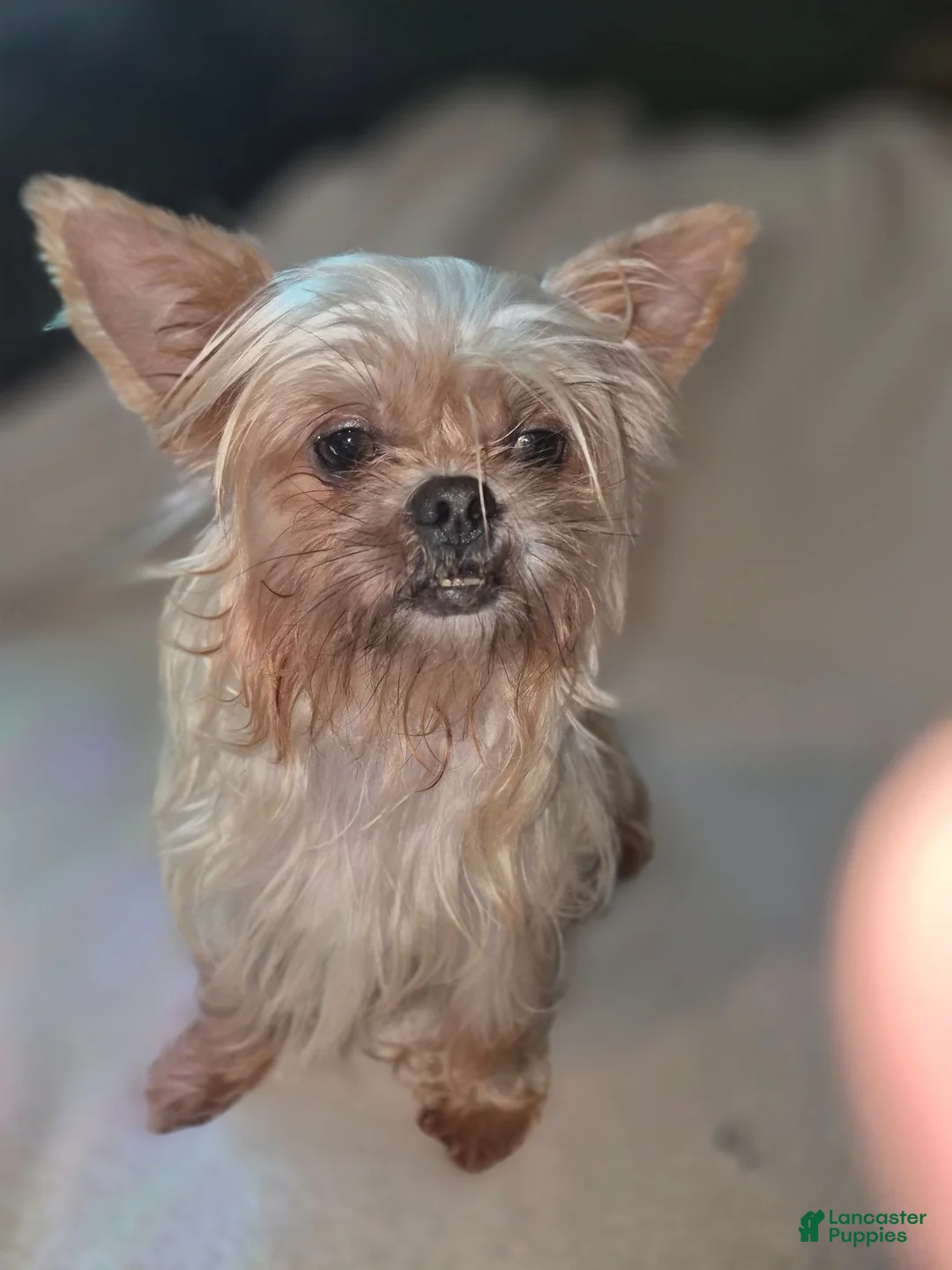Shorkie dogs for sale: Resse  - Ad 2
