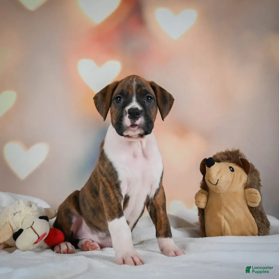 Gallery Image {{count}}