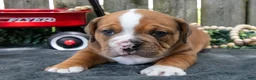 Beabull dogs for sale: Trooper - Ad 2