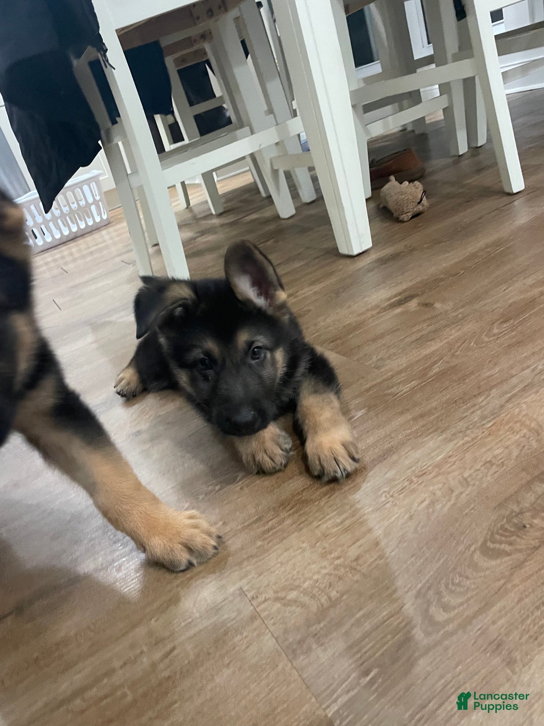 German Shepherd dogs for sale: Sugar/purple collar - Ad 12