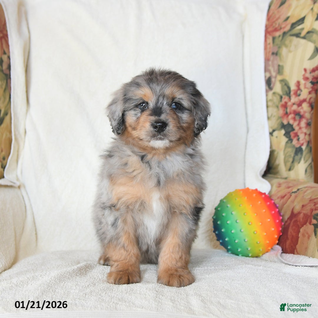 Mini Bernedoodle dogs for sale: Roman - Ad 4