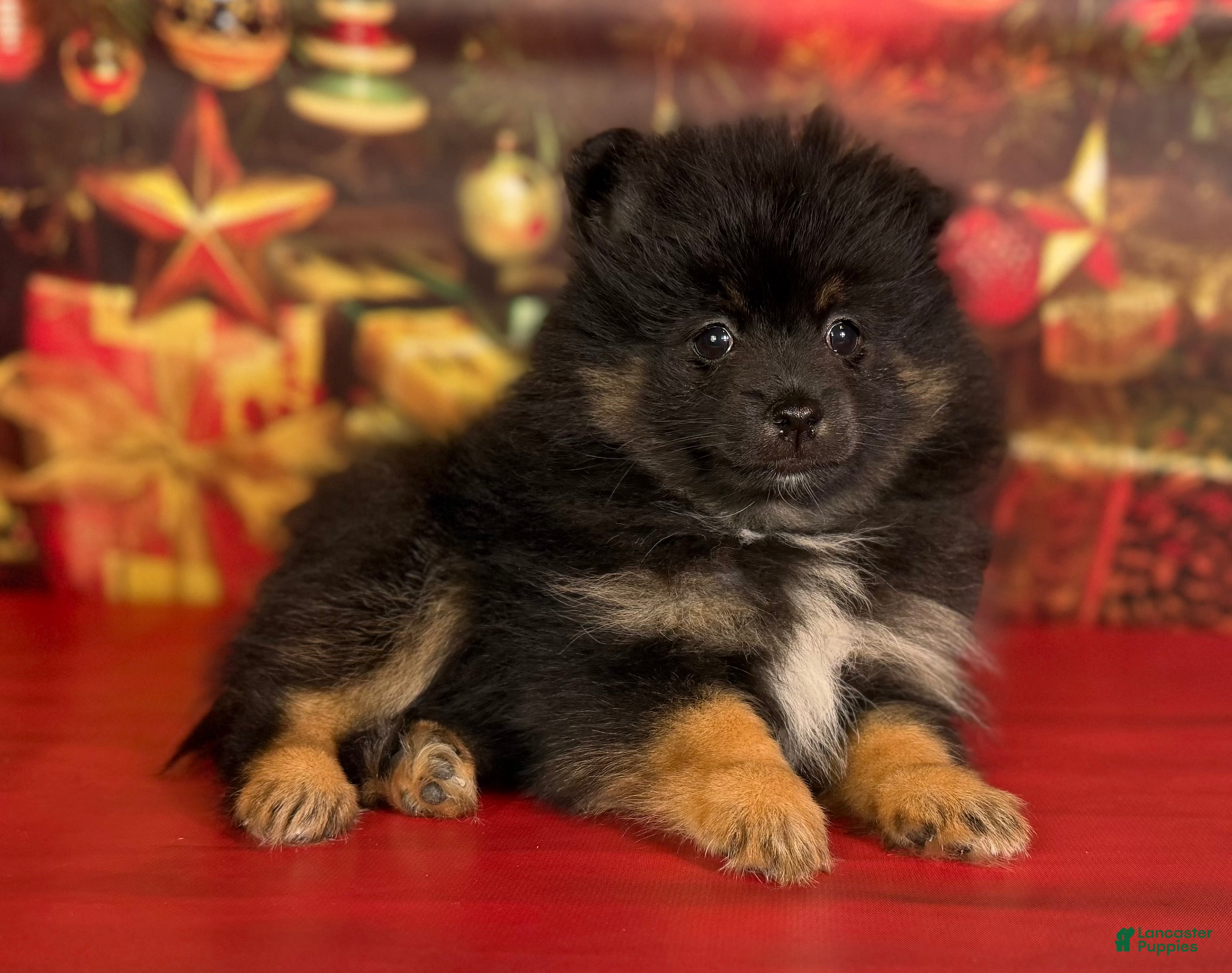 Pomeranian dogs Natalie - Ad 31