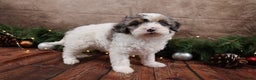 Cavapoo dogs for sale: NIcholas - Ad 4