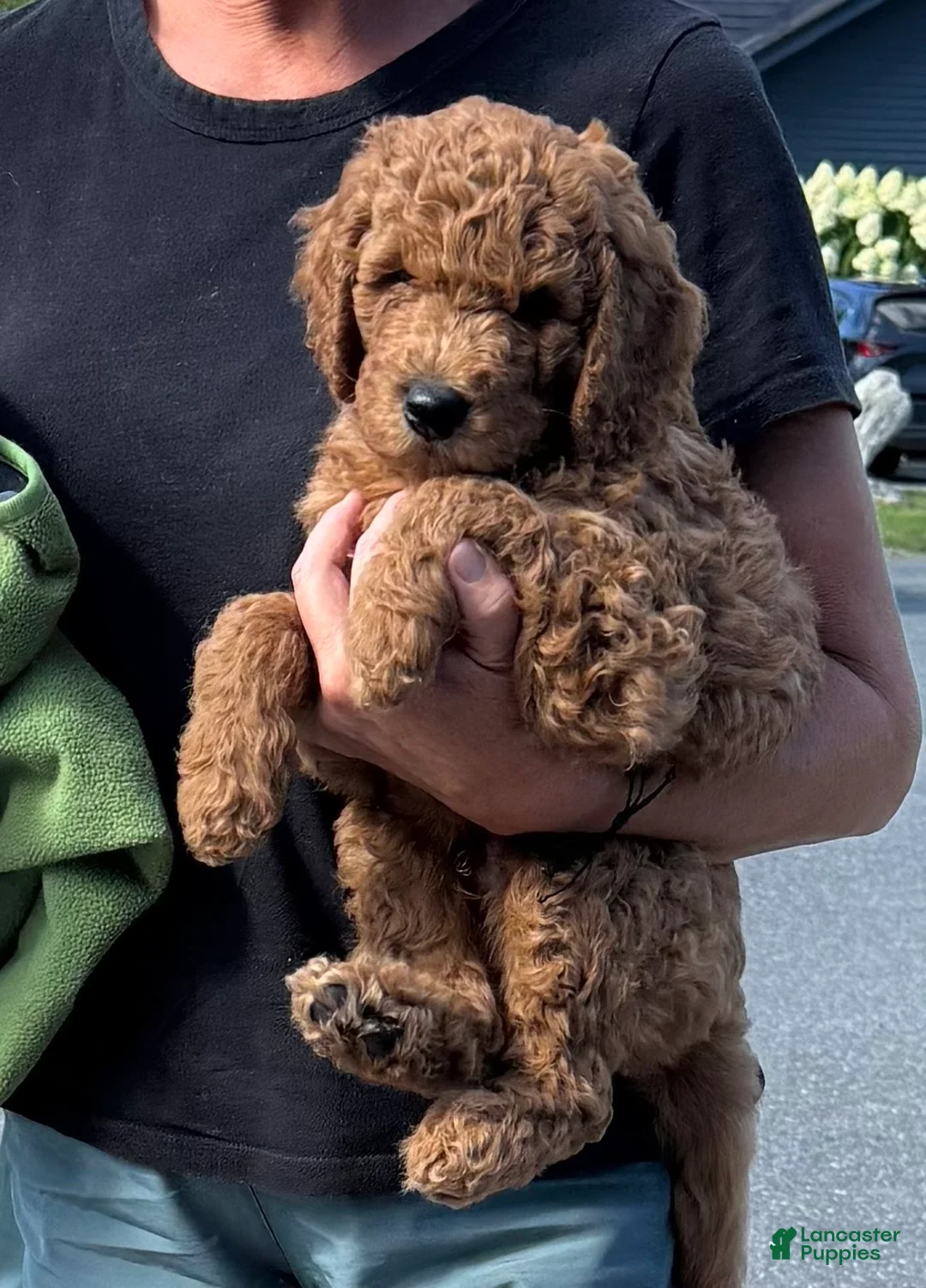 Goldendoodle dogs for sale: Sam Von BridleWoof  - Ad 2